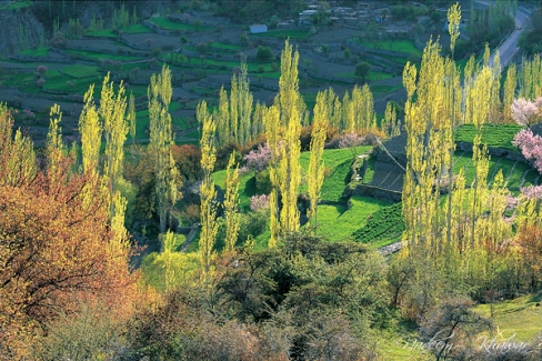 bin laden 39 s reign at. Spring in Hunza is a myriad of colours, hues and shapes.