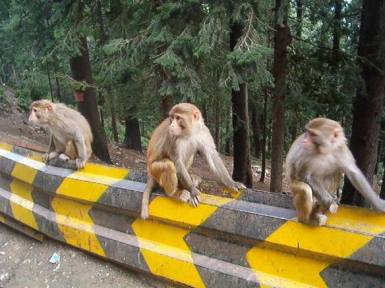 41-You-will-get-to-see-monkeys-on-the-roadside-on-your-way-to-Murree